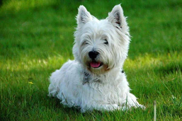 trucos para educar a un West Highland white terrier