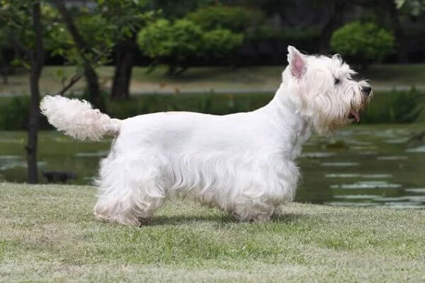 West Highland white terrier definición