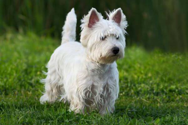 West Highland White Terrier Westie Perro Jardín de Plantador Olla titular