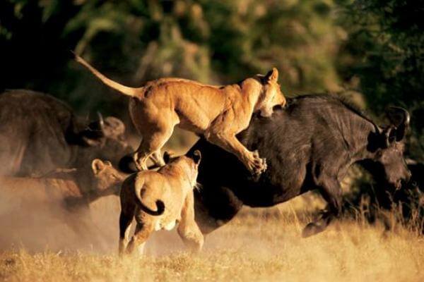 los leones caza búfalos