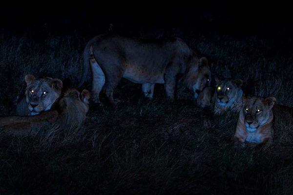 cómo cazan los leones en la oscuridad