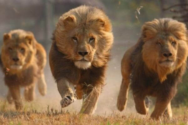 cómo se organizan los leones para cazar