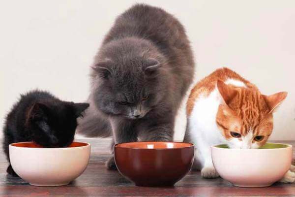 cuidados dieta gato