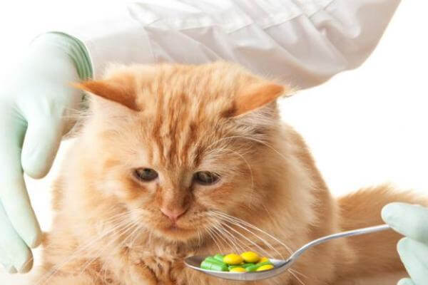 consejos medicación gatos