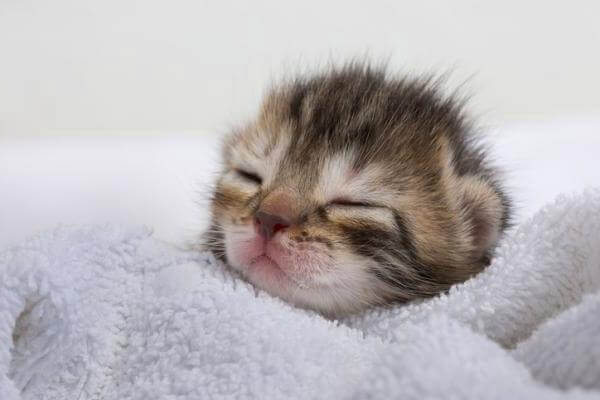cómo cuidar gatitos que acaban de nacer