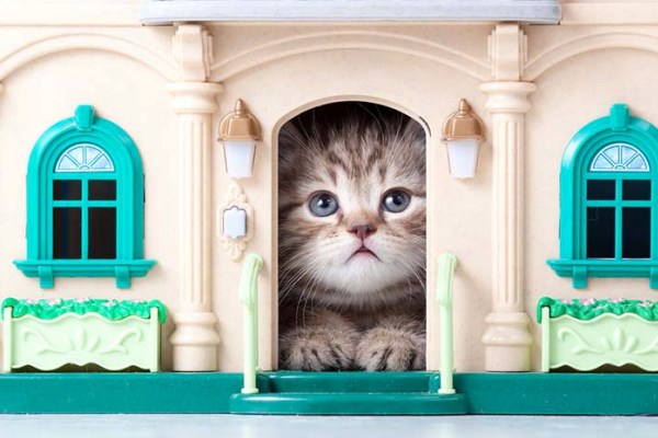 manipular Intenso paridad Peligros para un gato dentro de casa | CurioSfera-Animales.com