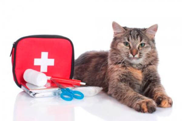 primeros auxilios para gatos