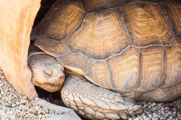 por qué hacen el letargo o hibernación la tortuga