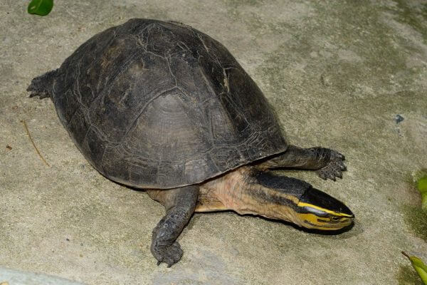 especies de tortugas de agua dulce