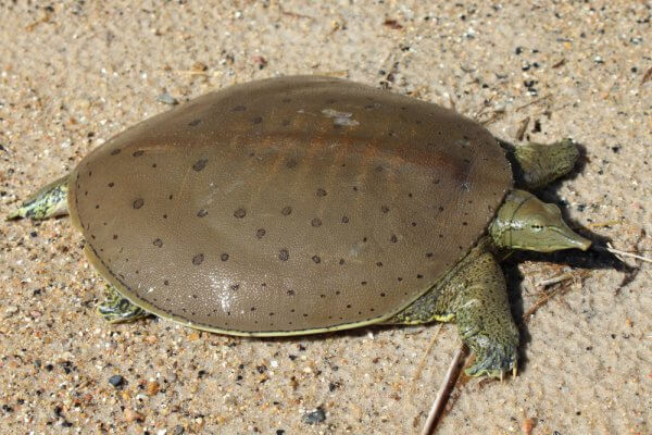 clases de tortugas de agua dulce