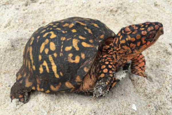 tortugas terrestres especies