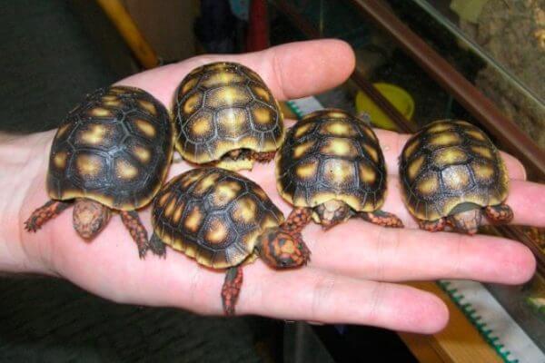 qué clases de tortugas terrestres existen