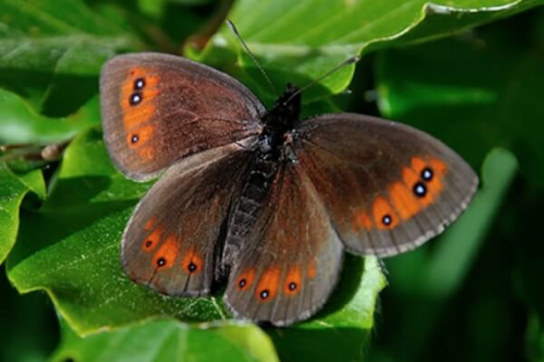 Mariposa Erebia de Montaña descripción
