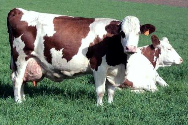 vaca Montbeliarde características
