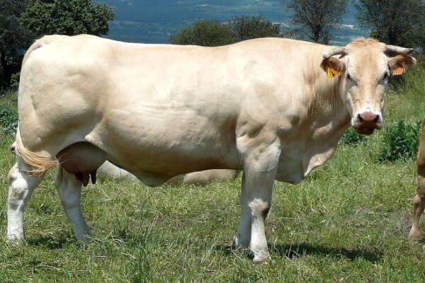 vaca blonde de Aquitania características