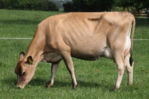 vaca Jersey características