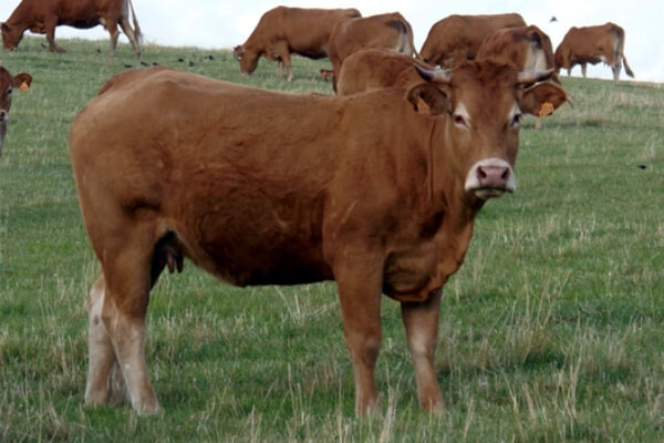 vaca Limousin características