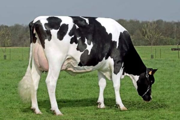 vaca Holstein características