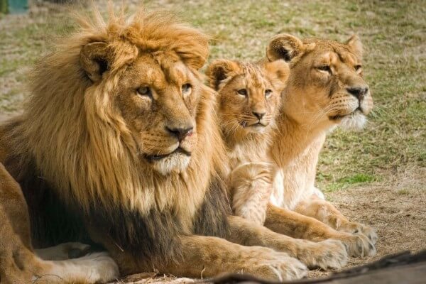 Cómo es el león | Características del león |