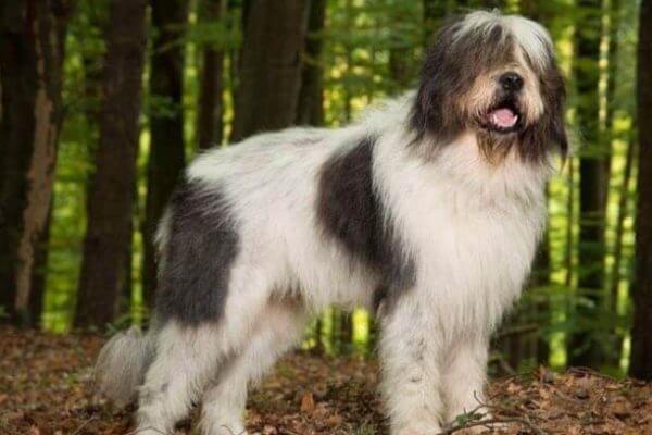 aspecto físico perro pastor rumano de Mioritza