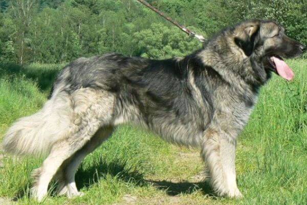 raza perro pastor rumano de los Cárpatos descripción