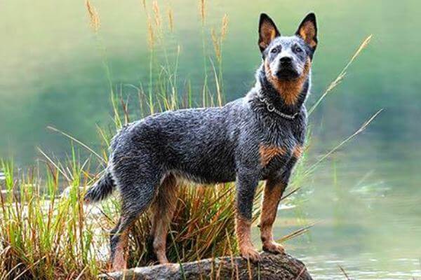 perro pastor ganadero australiano carácter y características