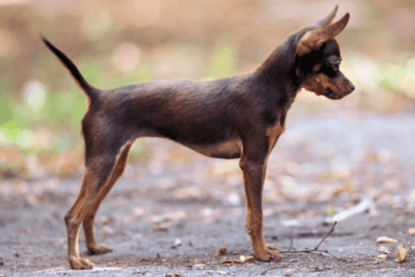 descripción raza pequeño perro moscovita