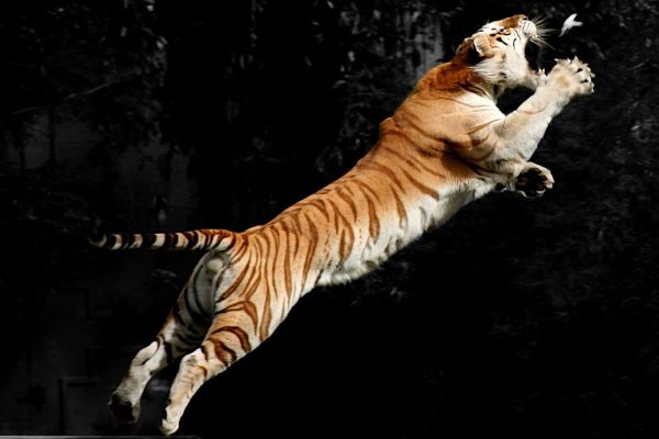 Cómo ataca el tigre