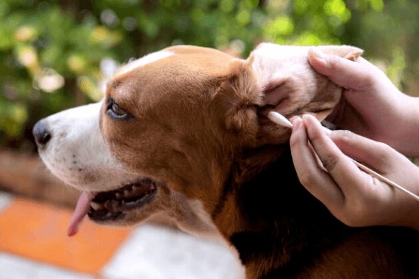 Cómo limpiar las orejas a un perro