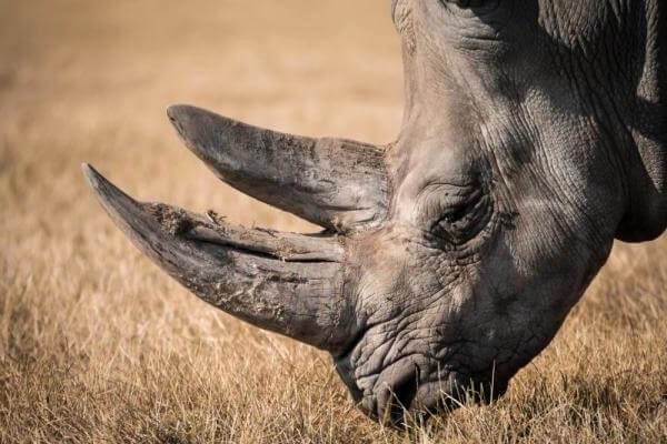 Cuántos cuernos tiene un rinoceronte