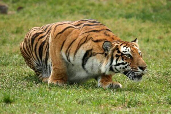 Cómo ataca el tigre a su presa