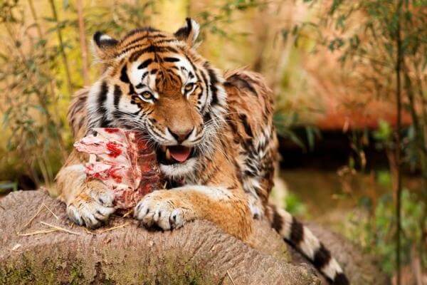 alimentación del tigre