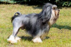 Lowchen Perro Raza Lowchen o Pequeño perro León | Carácter Lowchen