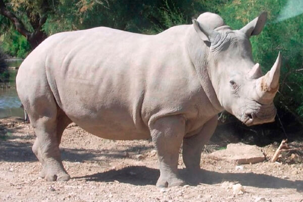 rinoceronte blanco características