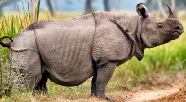 características rinoceronte de Java
