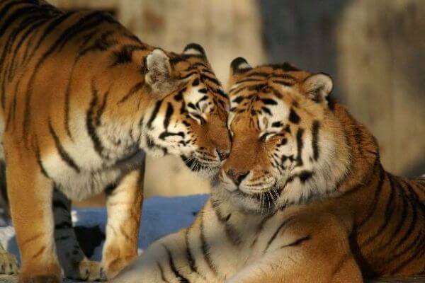 cómo se reproducen los tigres