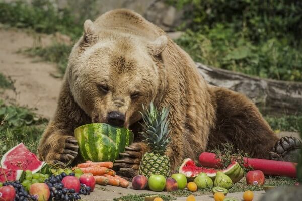 qué es lo que comen los osos explicado para niños