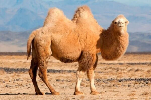 camello definición