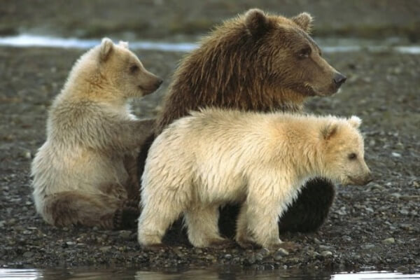 reproducción de los osos