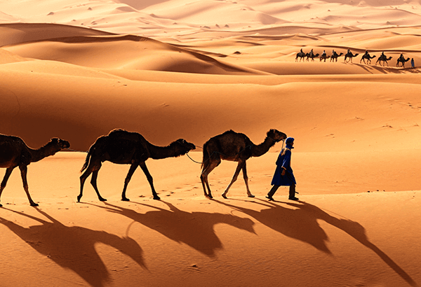 cómo vive el camello en el desierto