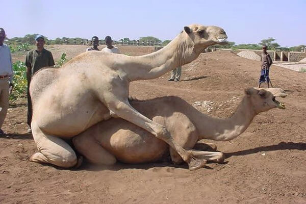 Apareamiento del camello o cópula 