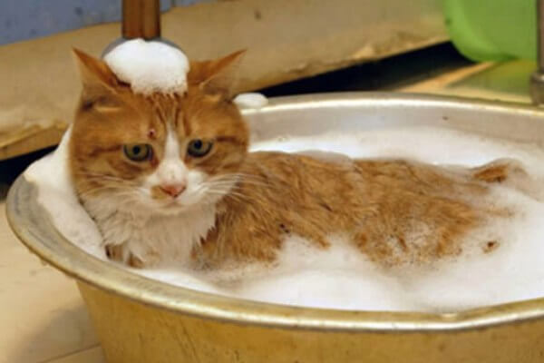 cómo bañar a un gato