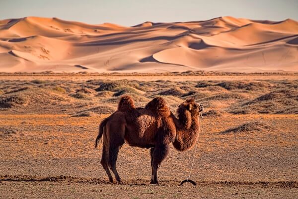 camello distribución geográfica