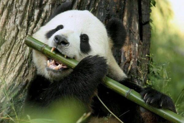 qué come el oso panda