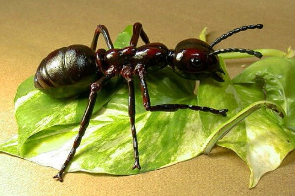 especies de hormigas