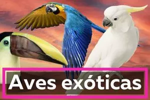 características de las aves exóticas