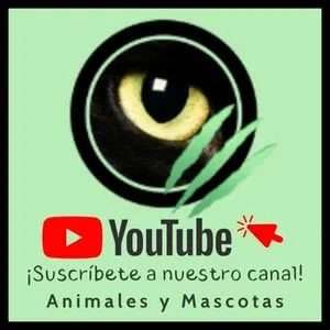 Curiosfera Animales Youtube