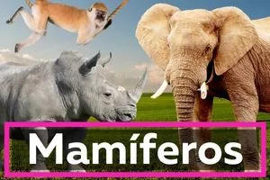 características de todos los mamíferos
