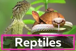 todo sobre los reptiles